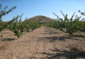 Terreny amb magatzem en venda a la RM-714, Caravaca de la Cruz, ref.: TR90849 foto