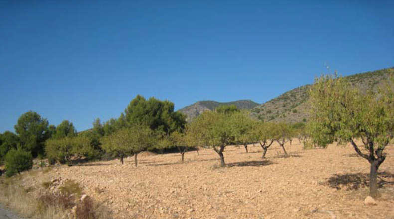 Murcia - Caravaca de la Cruz - 641804m2