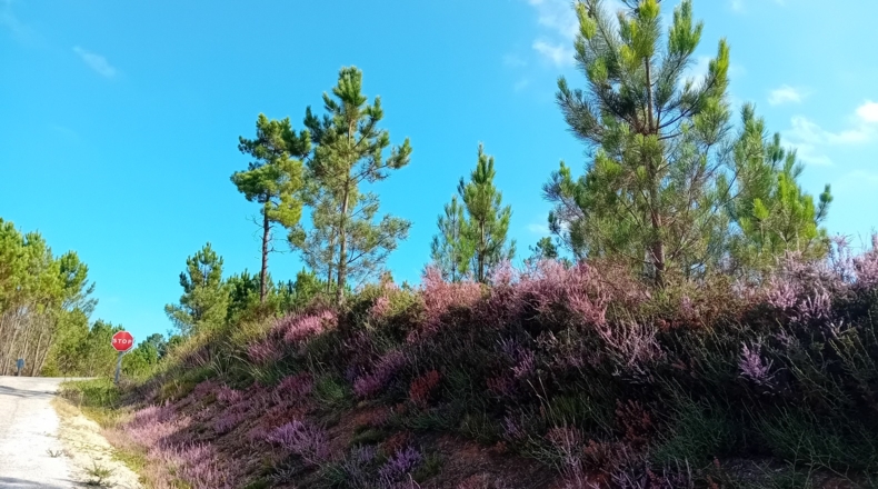 Orense - Gueral de Abaixo - 3122m2