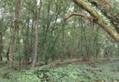 Non-developable land for sale on Coalloso, ref: TR91579 photo