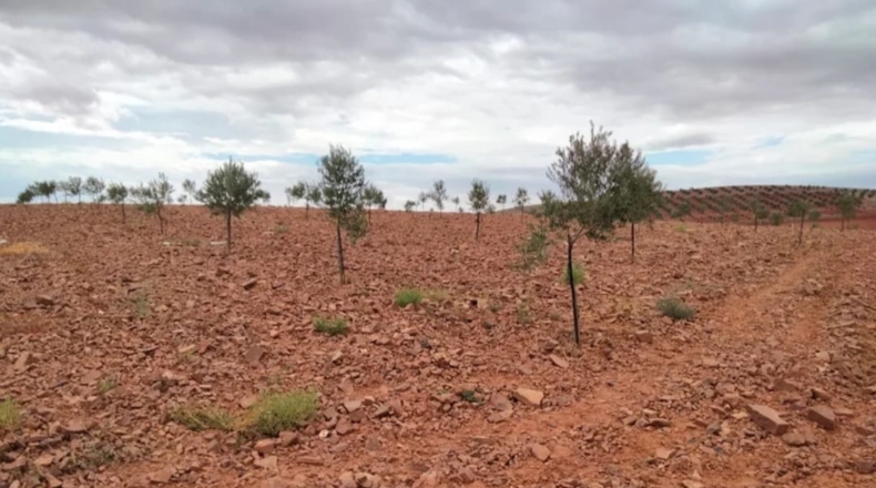 Ciudad Real - Valdepeñas - 70000m2