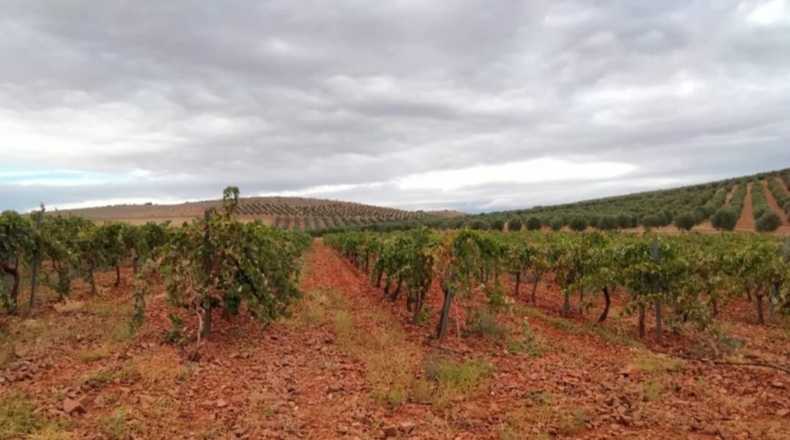 Ciudad Real - Valdepeñas - 70000m2
