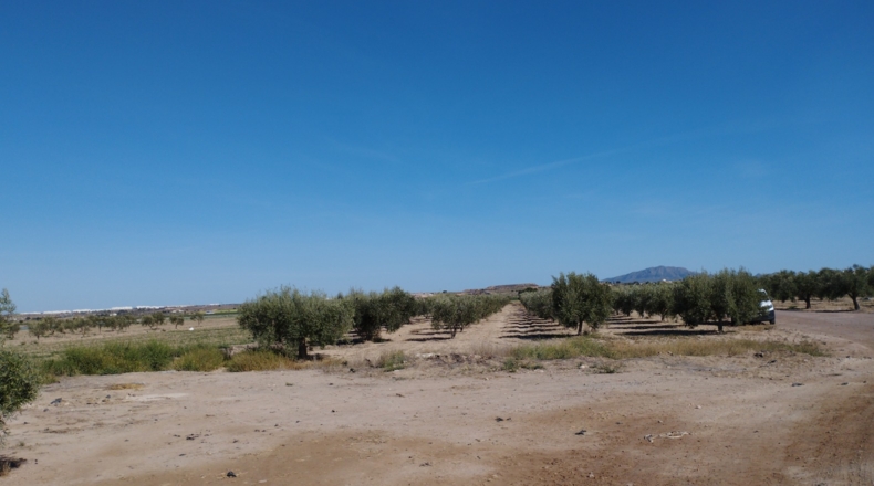 Múrcia - Totana - 4600m2