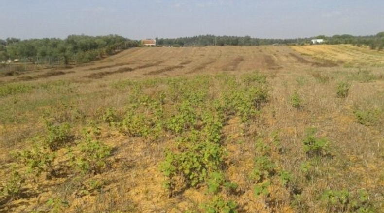 Huelva - Villarrasa - 7566m2