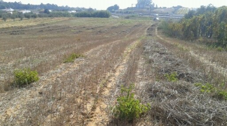 Huelva - Villarrasa - 7566m2