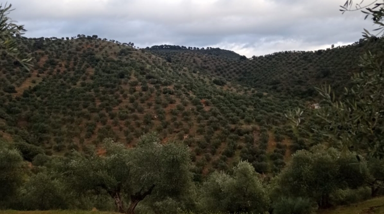 Córdoba - Pozoblanco - 109000m2