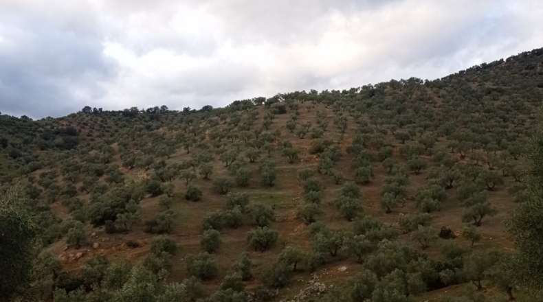Córdoba - Pozoblanco - 109000m2