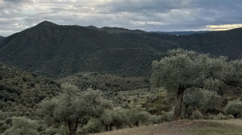 Córdoba - Pozoblanco - 109000m2