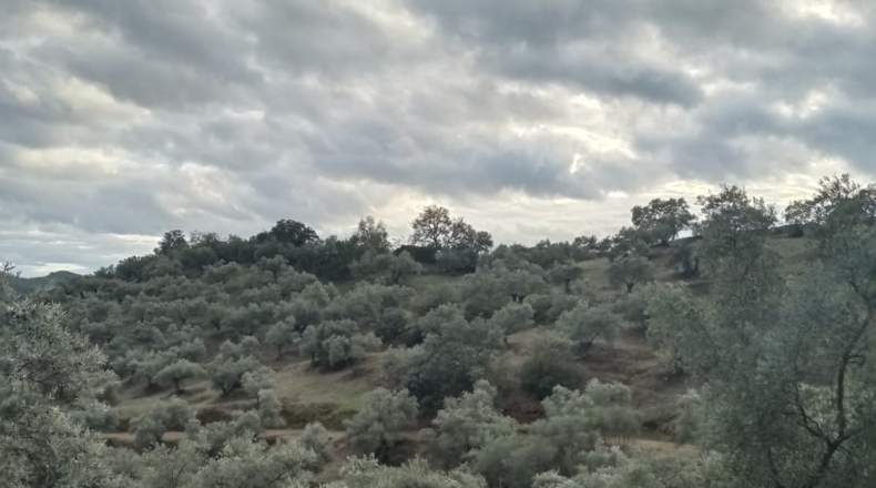 Córdoba - Pozoblanco - 109000m2