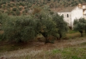 Casa de camp amb terreny en venda a la CO-6410, Pozoblanco, ref.: TR91792 foto