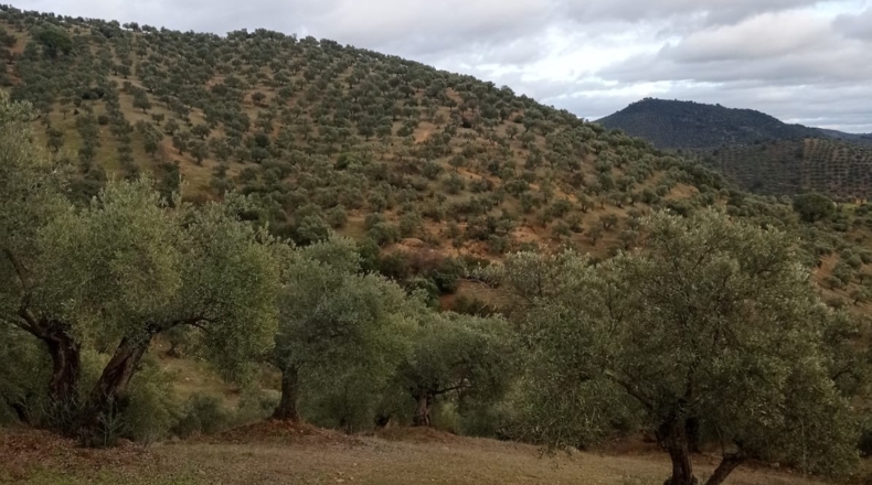 Córdoba - Pozoblanco - 109000m2