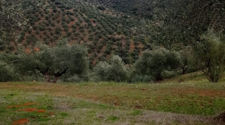 Córdoba - Pozoblanco - 109000m2