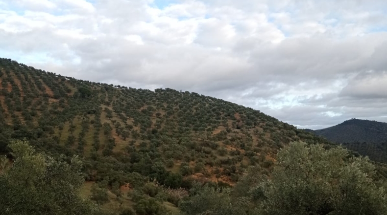 Córdoba - Pozoblanco - 109000m2
