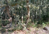 Non-developable land for sale on O Castro, ref: TR91810 photo