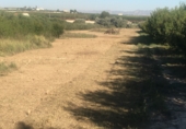 Non-developable land for sale on Paraje el Ginete Polígono 50 parcela 93., Cieza, ref: TR67906 photo