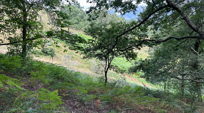 Asturias - Caldevilla (Sebares) - 2040m2