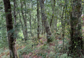 Non-developable land for sale on Castañeu en Piloña, Caldevilla, ref: TR92194 photo