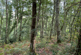 Caldevilla 2040&nbsp;m² 