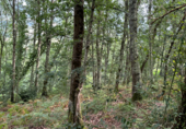Non-developable land for sale on Castañeu en Piloña, Caldevilla, ref: TR92194 photo