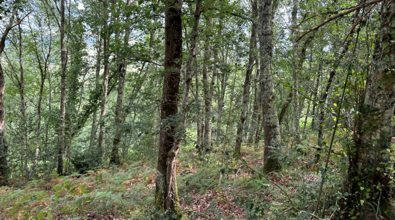 Asturias - Caldevilla (Sebares) - 2040m2
