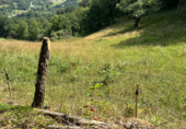 Non-developable land for sale on Castañeu en Piloña, Caldevilla, ref: TR92194 photo