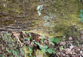 Non-developable land for sale on Castañeu en Piloña, Caldevilla, ref: TR92194 photo
