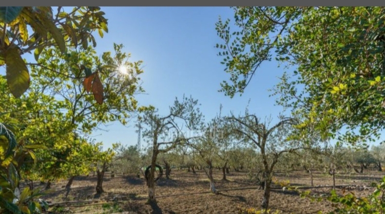 Seville - La Campana - 9500m2