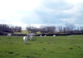 Granja en venta en la 37768, Valdelacasa, ref: TR92260 foto