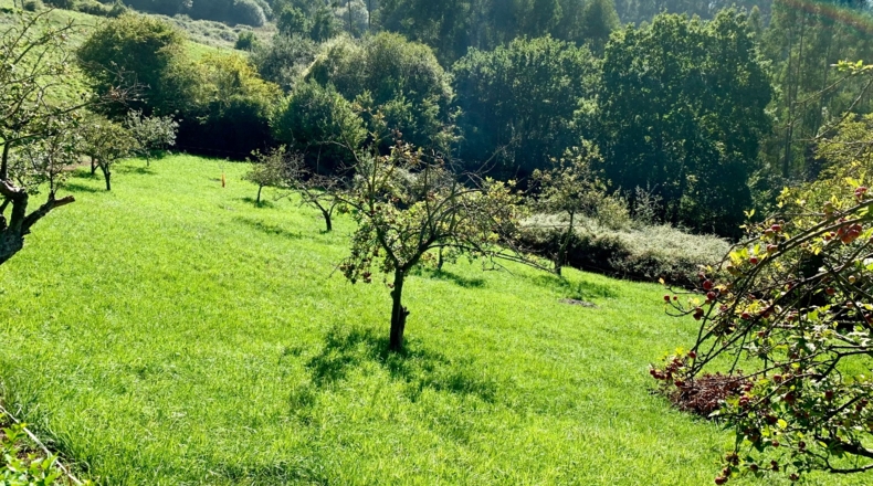 Asturias - San Pelayo - 6000m2
