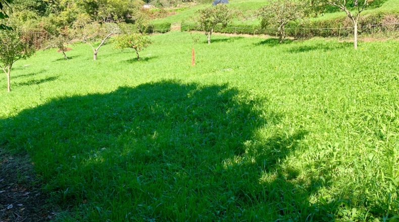 Asturias - San Pelayo - 6000m2