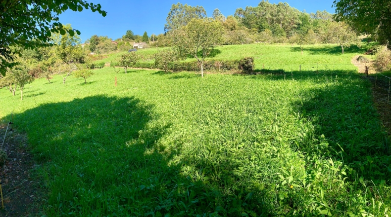 Asturias - San Pelayo - 6000m2