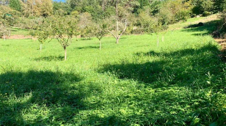 Asturias - San Pelayo - 6000m2