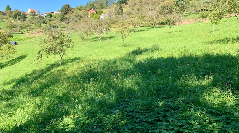 Asturias - San Pelayo - 6000m2