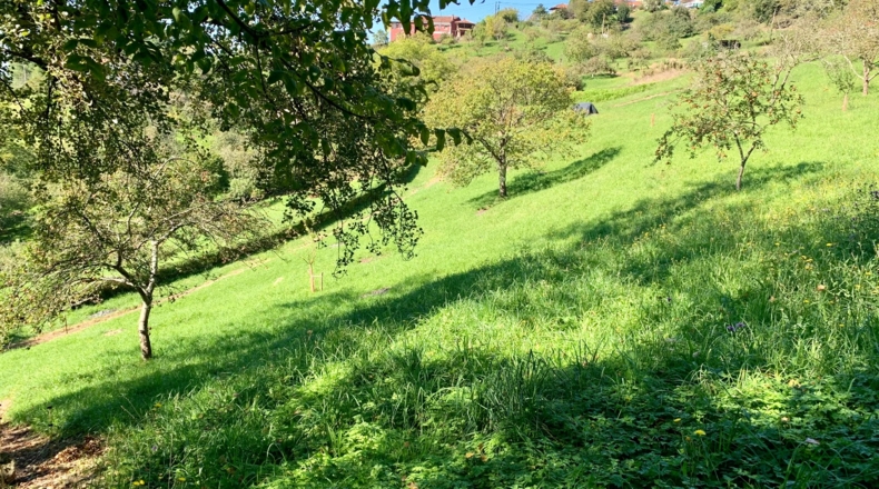 Asturias - San Pelayo - 6000m2