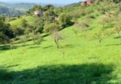 Non-developable land for sale on San Pelayo, ref: TR92276 photo