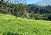 Non-developable land for sale on San Pelayo, ref: TR92276 photo