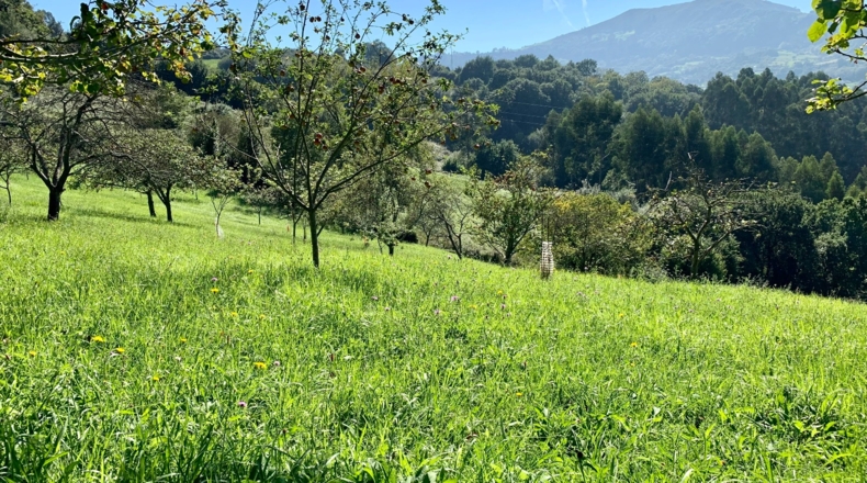 Asturias - San Pelayo - 6000m2