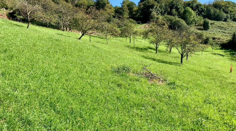 Asturias - San Pelayo - 6000m2