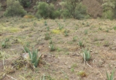 Terreny no urbanitzable en venda a la avd. andalucia, Árchez, ref.: TR92379 foto
