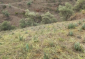 Terreny no urbanitzable en venda a la avd. andalucia, Árchez, ref.: TR92379 foto