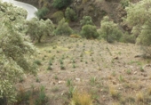 Terreny no urbanitzable en venda a la avd. andalucia, Árchez, ref.: TR92379 foto