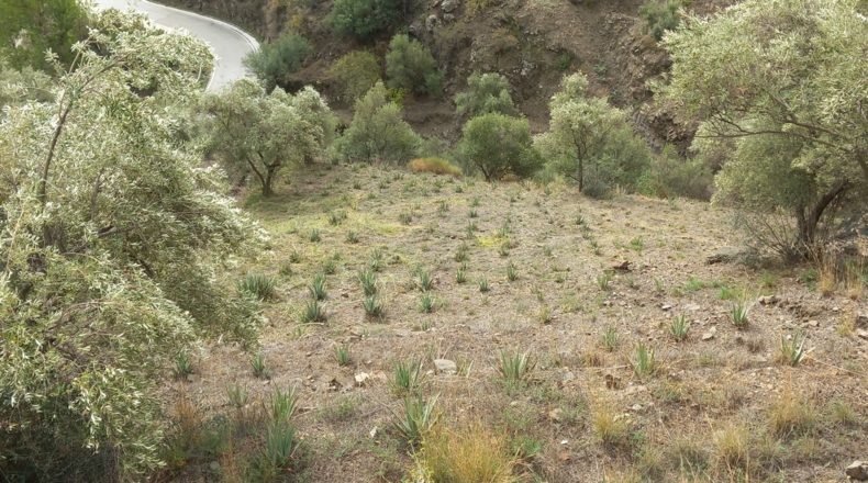 Málaga - Árchez - 6644m2