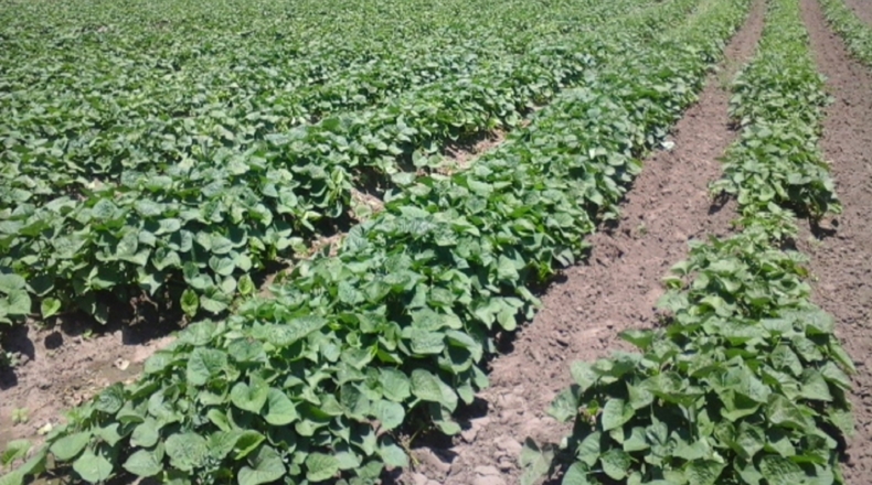 Almería - Vera - 160000m2