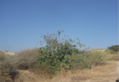 Parcel·la urbanitzable en venda a la AP-7, Vera, ref.: TR92381 foto