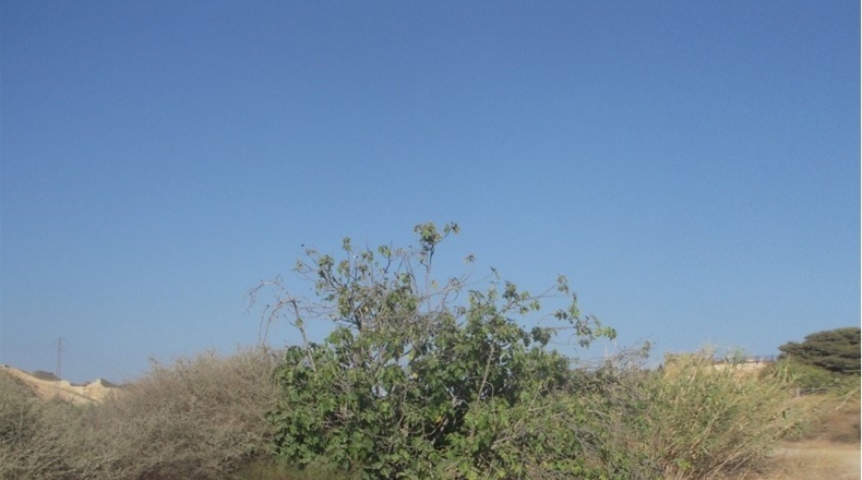 Almería - Vera - 160000m2
