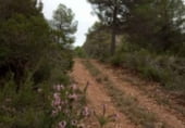 Terreny amb ruïnes en venda a la Camí de Beseit a Arnes, Beseit, ref.: TR92806 foto