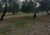 Земля, подлежащая урбанизации на продажу у города La Campana Фото