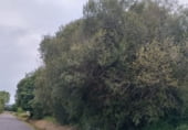 Земля на продажу у города As Casas da Veiga Фото