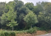 Земля на продажу у города As Casas da Veiga Фото