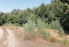 Pazos de Olás 6080&nbsp;m² 